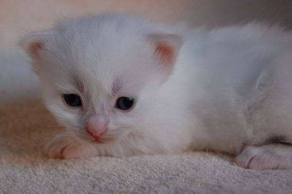 Takari-3 Wochen alt.jpg